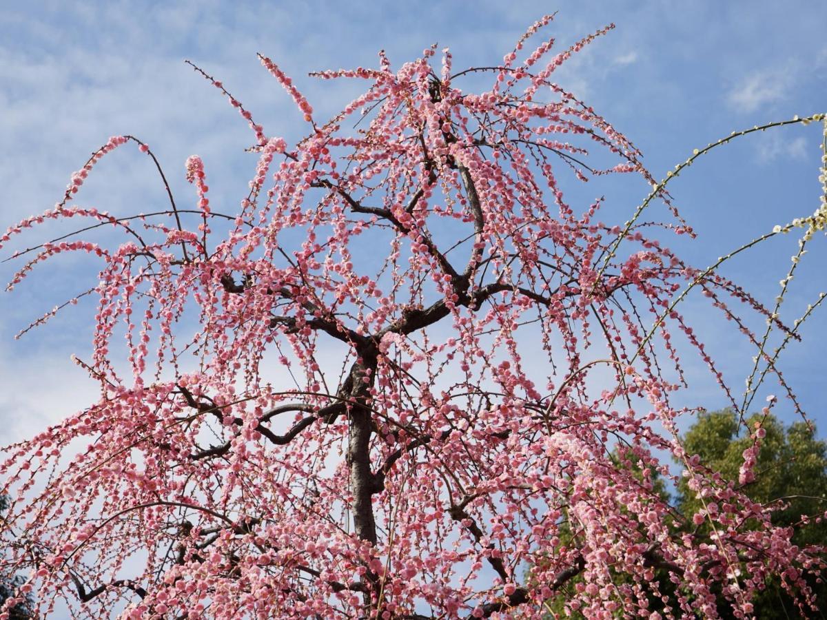 Japaning Senkyu Villa Kyoto Exteriör bild
